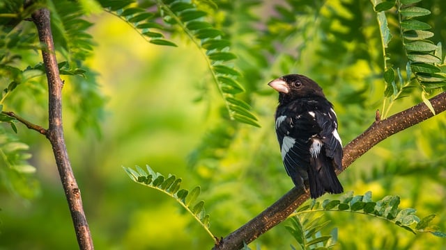 The Historic Significance of the Rideau Canal in Ottawa