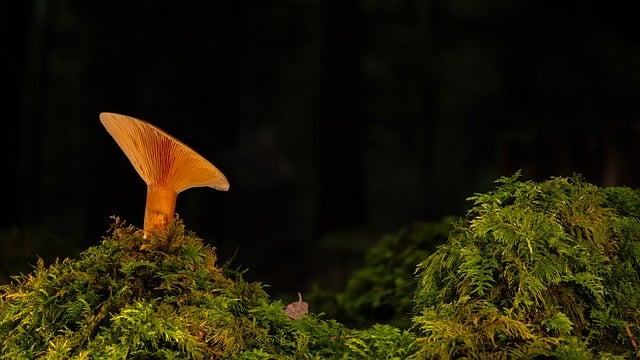 Delicious Ratatouille: A Classic French Dish